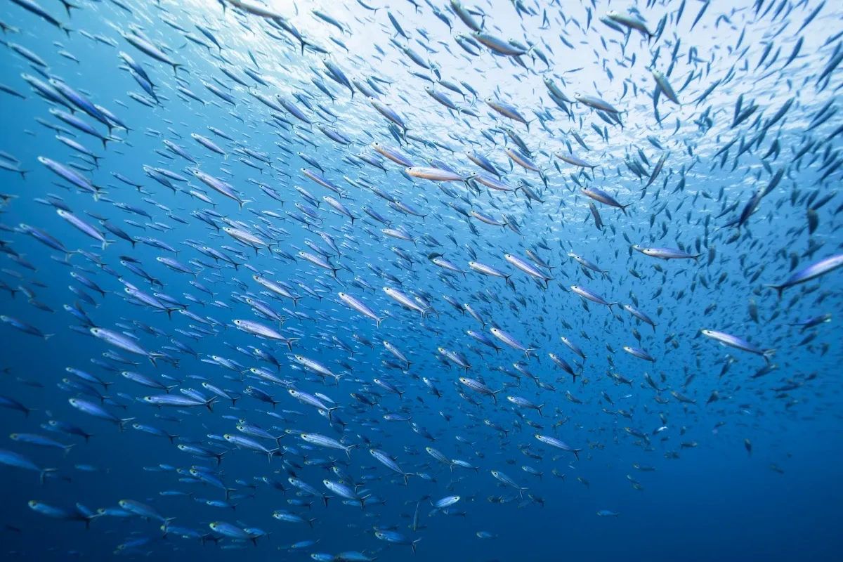 Calendario de pescados y mariscos de temporada