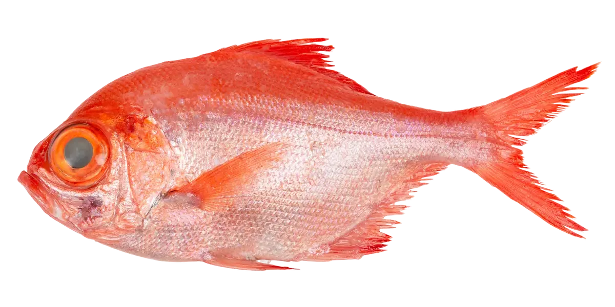 Palometa o japuta :: Curiosidades y cómo prepararlo