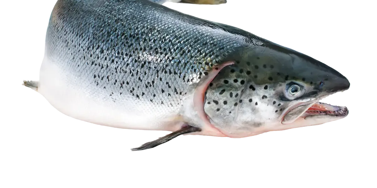 Salmón :: Introducción