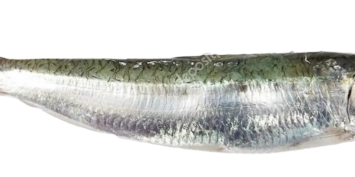 Sardina :: Propiedades nutritivas